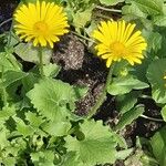 Doronicum orientale Fula