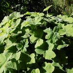 Pelargonium tomentosum Hábito