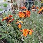 Erysimum × cheiriBlomst