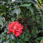 Hibiscus schizopetalus Flor