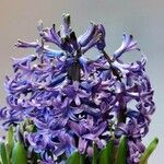Hyacinthus orientalis Kvet