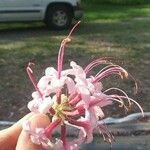 Rhododendron periclymenoides Flower