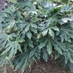 Fatsia japonica葉