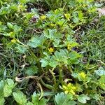 Ranunculus muricatus Habit