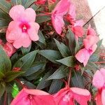 Impatiens walleriana Leaf