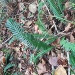 Blechnum spicantFolla