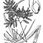 Cyperus serotinus Іншае