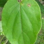 Chloropetalum denticulatum Leht