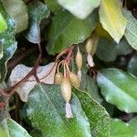 Elaeagnus pungens Fruit