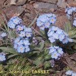 Myosotis corsicana Habitus