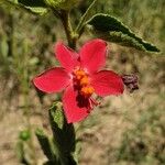 Hibiscus aponeurus Blüte
