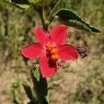 Hibiscus aponeurus Λουλούδι