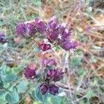 Origanum vulgareFlor