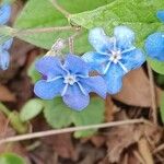 Omphalodes verna फूल