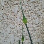 Allium vineale Kukka