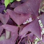 Oxalis triangularis برگ