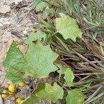 Solanum carolinense Folla