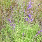 Trichostema parishii Celota