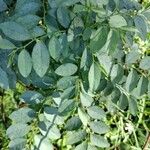 Sauropus androgynus Blatt