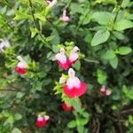 Salvia microphyllaFlower