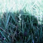 Spiranthes aestivalis Habit