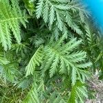 Tanacetum macrophyllum Leaf