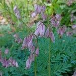 Dicentra formosa Flor