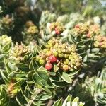 Cyathopsis albicans Fruit