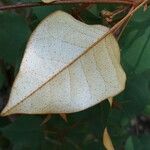 Croton boinensis Φύλλο
