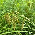 Carex crinita Hostoa