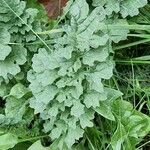 Senecio doria Leaf