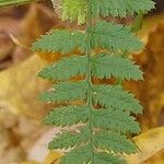 Dryopteris carthusiana برگ