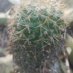 Mammillaria columbiana Ліст