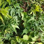 Hedera nepalensis Natur