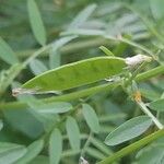 Vicia monantha Frucht