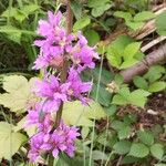 Lythrum virgatumFlower