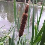 Typha latifolia 花