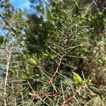 Hakea sericea Blatt