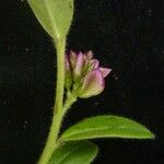 Polygala crotalarioides Habitat