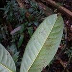 Amanoa guianensis Feuille