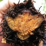 Cyclopeltis semicordata Otro