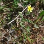 Helianthemum salicifolium Fula