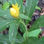 Costus wilsonii Other