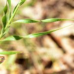 Liatris squarrosa Lehti