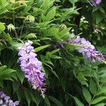 Wisteria floribunda ശീലം