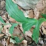 Epipactis leptochila Habit