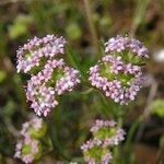 Valerianella coronata Flor