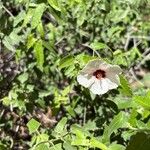 Pavonia hastata Flower