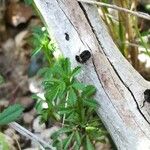 Potentilla neumanniana Folha