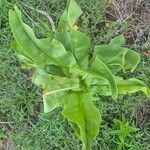 Scadoxus multiflorusFolha